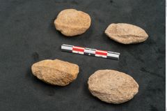 Foto (Seitenansicht) von Trigonocarpus sp.  (NHMW-GEO-2024-0188-11149)